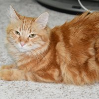 Кот :: Алексей Зеленцов