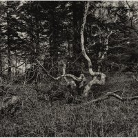 Лес где танцует БЕС 3. :: Сергей Калиновский