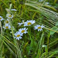 Про лето :: Галина Шеина-Мюльдорфер