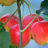 Любава (полукультурка) :: Татьяна Лютаева