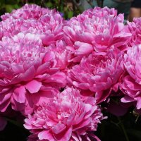 Лето в Ботаническом... Июнь. :: Наташа ***** Лето в Ботаническом... Июнь. :: Наташа *****