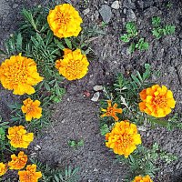 Цветы. :: Владимир Драгунский