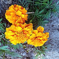 Цветы. :: Владимир Драгунский