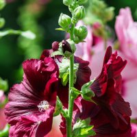 *** :: Виктор Иванович Чернюк *** :: Виктор Иванович Чернюк