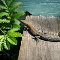 Прыткая ящерица :: Александр Синдерёв