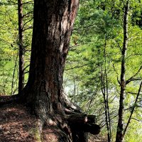 Сосна :: Любимова Ольга 