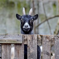 Всегда встречал и ждал ... :: Alexandеr P
