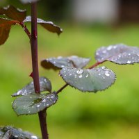 Литья розы после дождя :: Александр Синдерёв