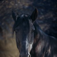 *** :: Ирина Голомако