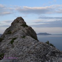Природа Крыма :: Amazing Cosmea