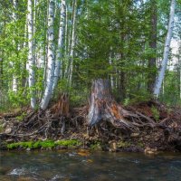 Река Куштумга. :: Алексей Трухин