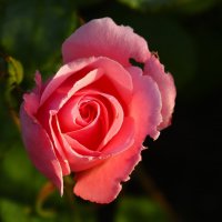 Утро розы :: Юрий. Шмаков Утро розы :: Юрий. Шмаков