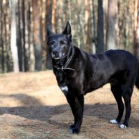 На прогулке :: Oleg S На прогулке :: Oleg S