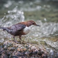 Смелая :: Александр К. Смелая :: Александр К.