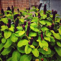 Лаконос американский :: Алексей Архипов Лаконос американский :: Алексей Архипов