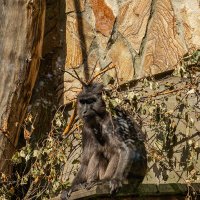 Красотка. :: Ирина Соловьёва