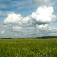 Обследование поля ячменя на засоренность :: Наталья Лунева Обследование поля ячменя на засоренность :: Наталья Лунева