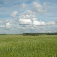 Полюшко, широко поле! :: Наталья Лунева 