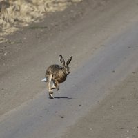 Заяц... :: Александр Посошенко