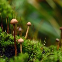 Галерина Моховая :: Геннадий Супрун Галерина Моховая :: Геннадий Супрун