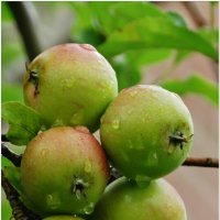 ПОСЛЕ ДОЖДЯ... :: Elvira E. 