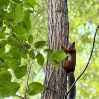 Никому не отдам дерево, оно моё! :: Сергей Адигамов