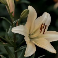 Ах, эти лилии! :: Вадим Басов