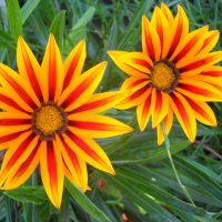 Газания :: Victoria 