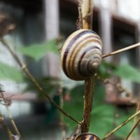 Сады заполонили разбойницы-улитки... :: veilins veilins Сады заполонили разбойницы-улитки... :: veilins veilins