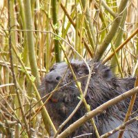 речной бобр или просто бобёр :: gawrilа - dan