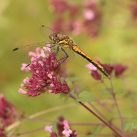 *** :: Елена Kазак (selena1965)