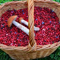 3 часа 20 литров брусники :: краснов юрий 