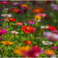 Цинии. :: Sergey (Apg)