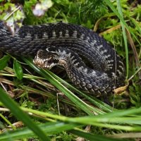 Гадючка :: Станислав Мутовин