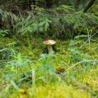 * :: k-e-r-g-u-d-u DM