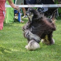 Афганская борзая :: Анатолий Шумилин