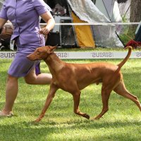 Пробежка :: Анатолий Шумилин