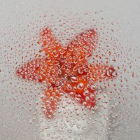 После дождя :: Светлана Карнаух После дождя :: Светлана Карнаух