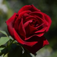 *** :: Надежда Куркина 