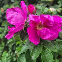 И в августе цветёт шиповник :: Татьяна Машошина