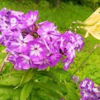 Флоксы :: Сапсан 