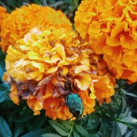 Зелёный жук :: Андрей Хлопонин Зелёный жук :: Андрей Хлопонин