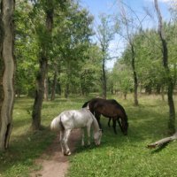 Ходят кони... :: Андрей Хлопонин