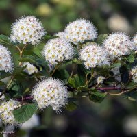 Спирея :: Светлана Ищенко