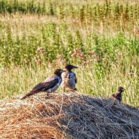 Две серые подружки и ... любопытная галка! :) :: Елена Хайдукова  ( Elena Fly )