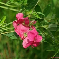 Вспоминая лето... :: Андрей Заломленков
