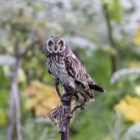 сова болотная :: юрий макаров