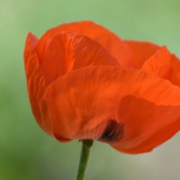 Лето в Ботаническом... Июнь. :: Наташа *****