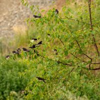 Ласточки :: Игорь Сикорский