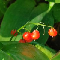 Ягоды  ландыша :: Валентина Богатко 